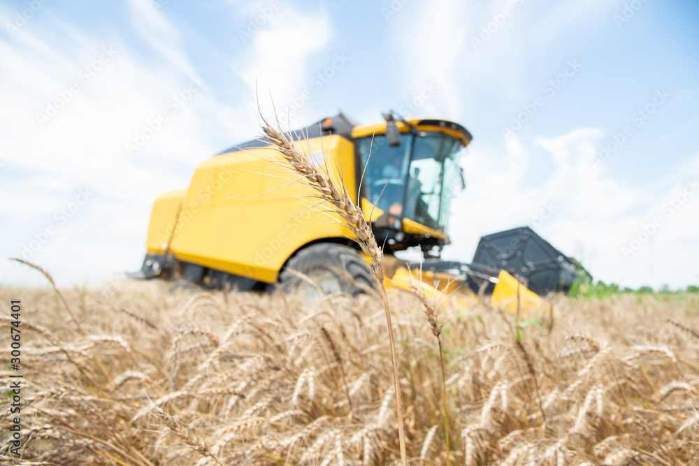 Fototapeta premium Close up of wheat with yellow combine in the background