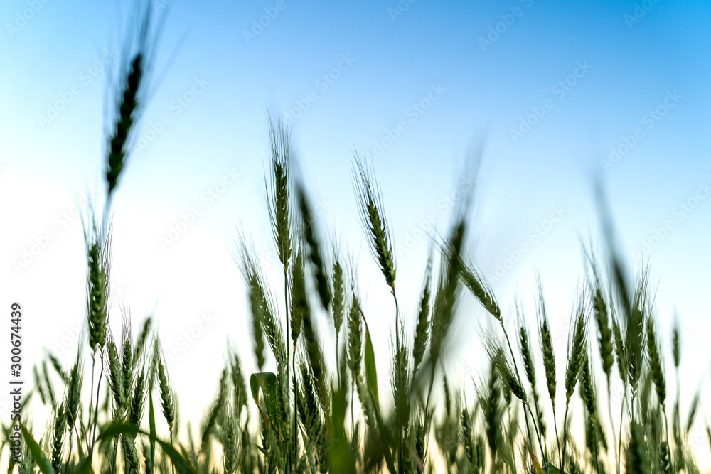 Wheat is an important source of carbohydrates Globally. In Small part of the general population, gluten – the major part of wheat protein – can trigger coeliac disease, noncoeliac gluten sensitivity Wheat is an important source of carbohydrates Globally. In Small part of the general population, gluten – the major part of wheat protein – can trigger coeliac disease, noncoeliac gluten sensitivity