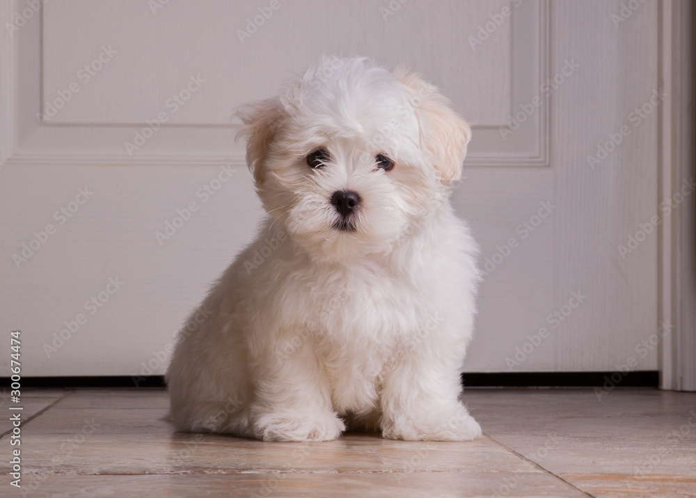 Adorable two months white Shih tzu puppy Adorable two months white Shih tzu puppy