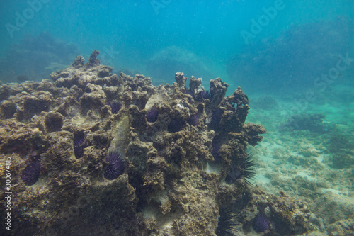 Indian Ocean Corals © chbaum
