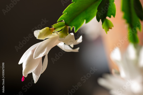 blooming christmas cactus with white blossoms and pink pistils