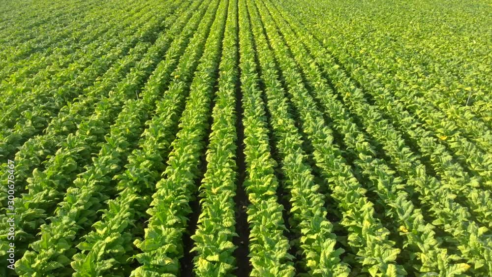 Aerial view of cultivated tobacco fields, in the Region of La Vera, Extremadura. Spain Aerial view of cultivated tobacco fields, in the Region of La Vera, Extremadura. Spain