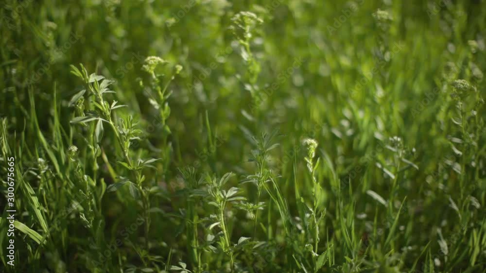 Green meadow wild grass swaying in the wind. Green meadow wild grass swaying in the wind.