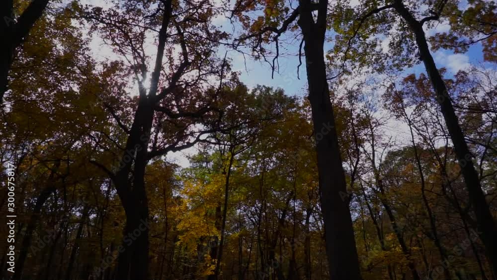 Sun showing thru trees in autumn. Forest preserve Sun showing thru trees in autumn. Forest preserve
