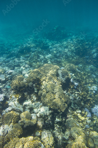 Fototapeta Naklejka Na Ścianę i Meble -  Indian Ocean Corals