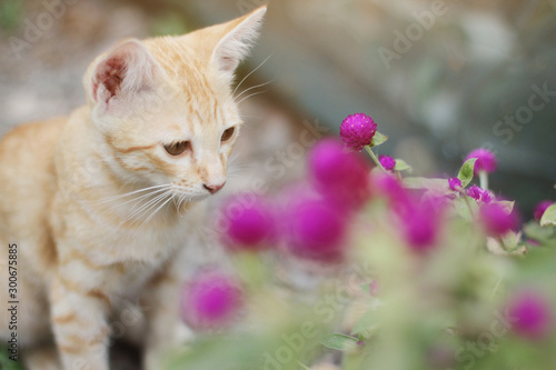 Cute Orange Kitten striped cat enjoy and relax with Globe Amaranth flowers in garden with natural sunlight
