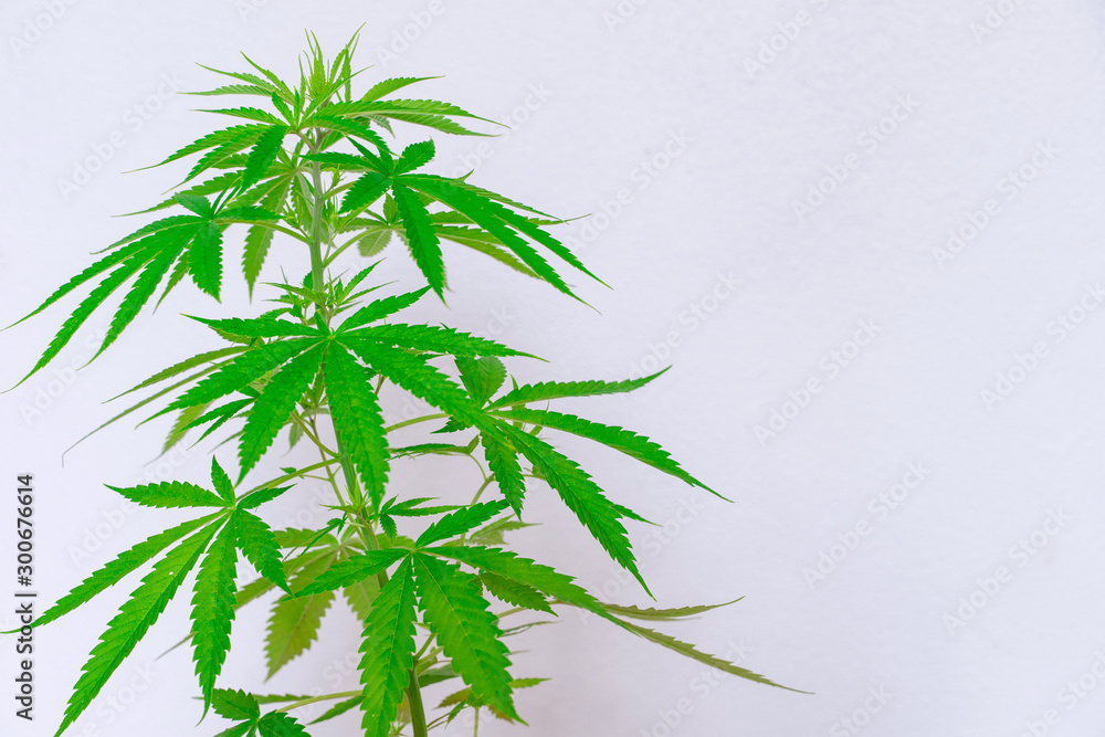 Fototapeta premium Cannabis commercial grow. It is a medicinal plant and is addictive.