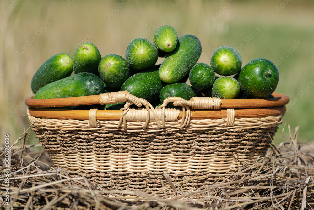 Green organic cucumbers in yellow wicker basket standing on hay. Freshness picked vegetables on agricultural farm. Rural still life in summer sunny day. Focus on foreground, beautiful background blur. Green organic cucumbers in yellow wicker basket standing on hay. Freshness picked vegetables on agricultural farm. Rural still life in summer sunny day. Focus on foreground, beautiful background blur.