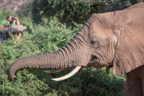 Safari tourists are watching an elephant eating in the bushes from a 4x4 in Samburu in Kenya, Africa. Explore, tourists, photography, sightseeing, game, big five, safari concept. photo