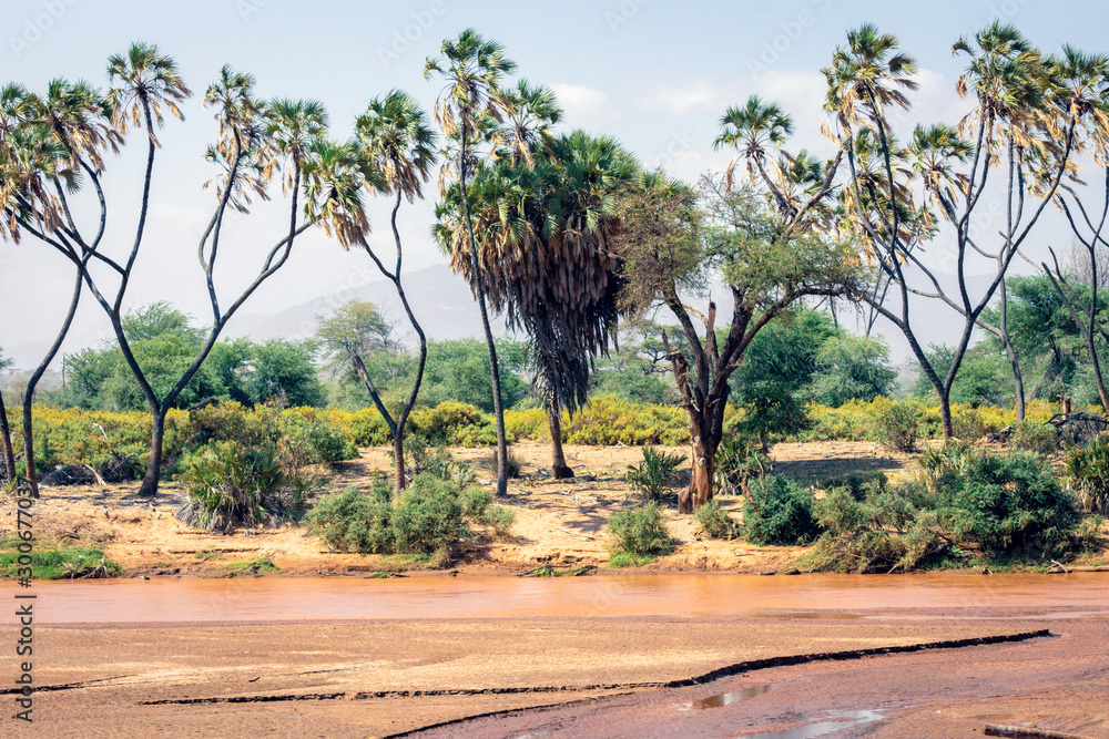 Samburu river and palm trees in Africa. Samburu river and palm trees in Africa.