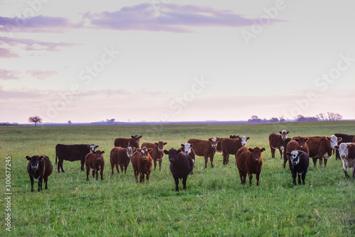 Steers fed on natural grass  Buenos Aires Province  Argentina