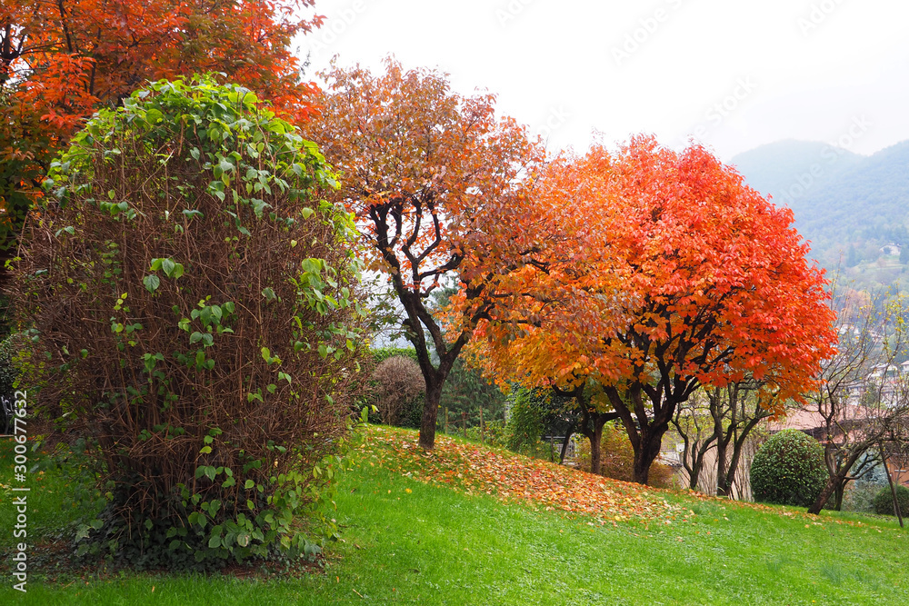 Italian garden in autumn mood with colorful persimmon trees.