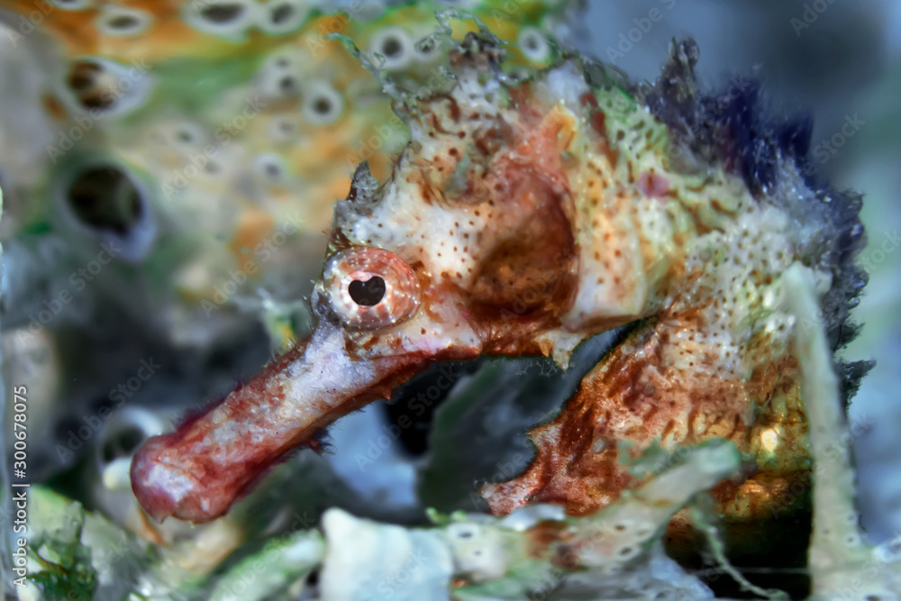 Thorny seahorse close up. Underwater photography, Philippines.