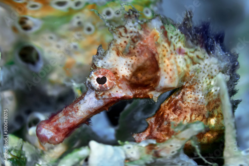 Thorny seahorse close up. Underwater photography  Philippines.