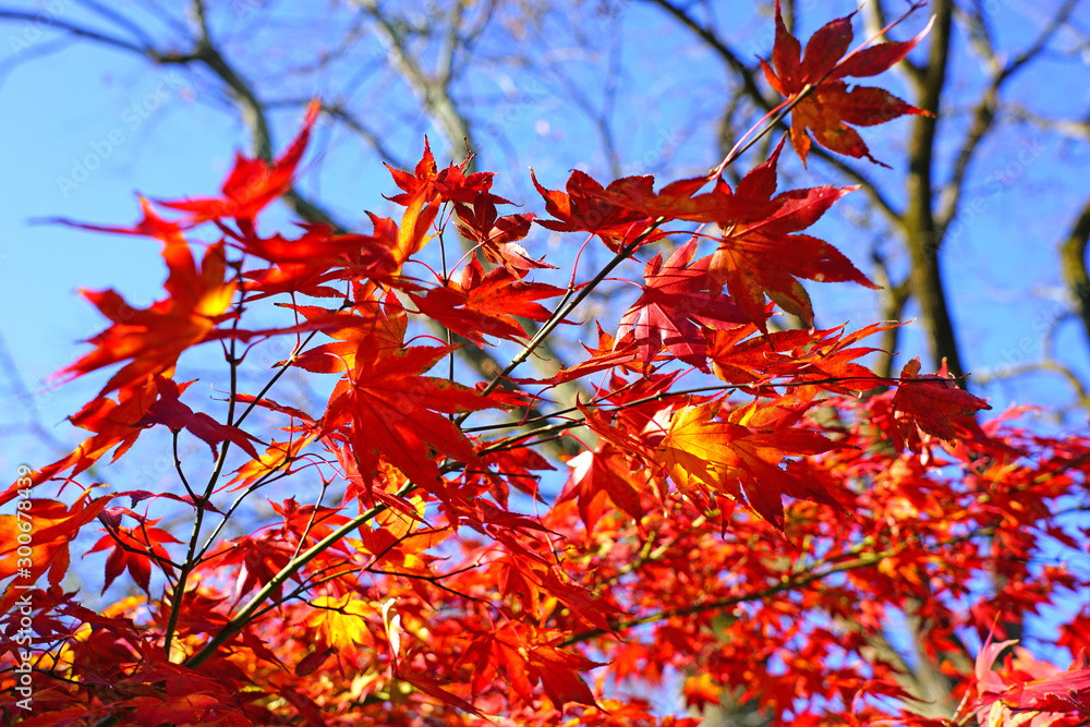 Red foliage of a Japanese Maple tree in the fall Red foliage of a Japanese Maple tree in the fall