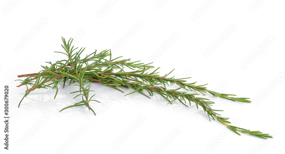 Fototapeta premium rosemary isolated on white background