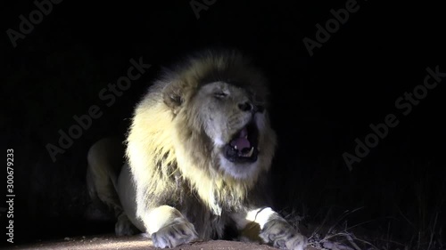 A light coloured male lion roaring at night on a safari in Timbavati Game Reserve, Greater Kruger National Park. photo