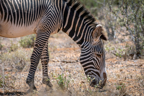 Grevys zebra or Imperial zebra outdoors in the african wilderness in samburu national park in Kenya. Safari  wildlife and travel concept.