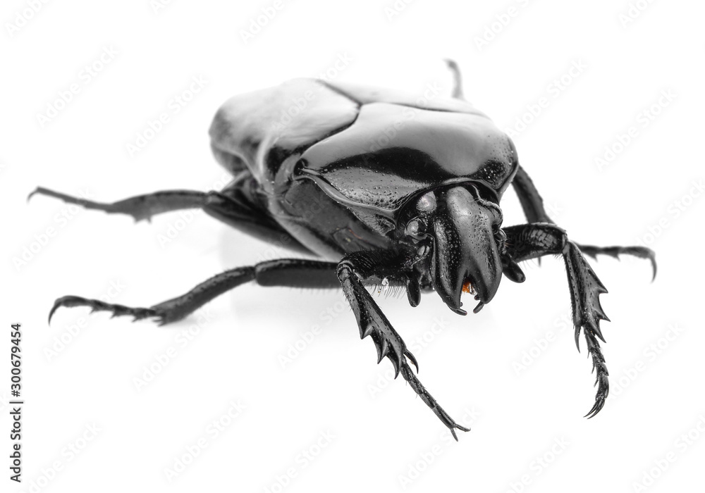 Naklejka premium Black beetle isolated on white background
