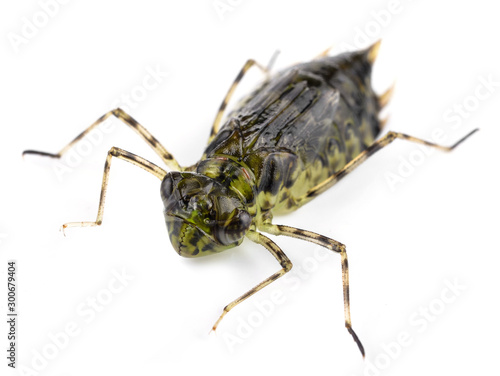 Dragonfly Larva Isolated on White Background