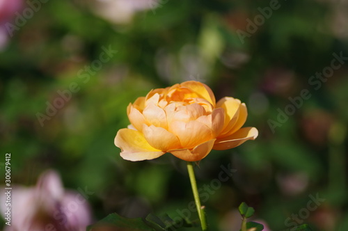 Wallpaper Mural 花壇の薔薇 Torontodigital.ca