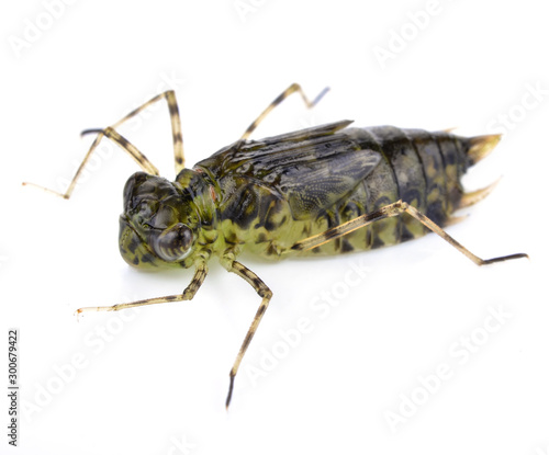 Dragonfly Larva Isolated on White Background