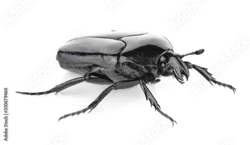 Black beetle isolated on white background