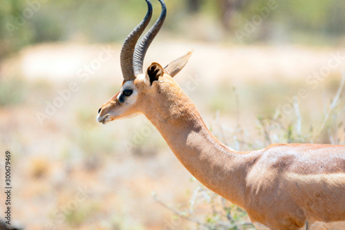 Wildlife portrait gerenuk gazelle. photo