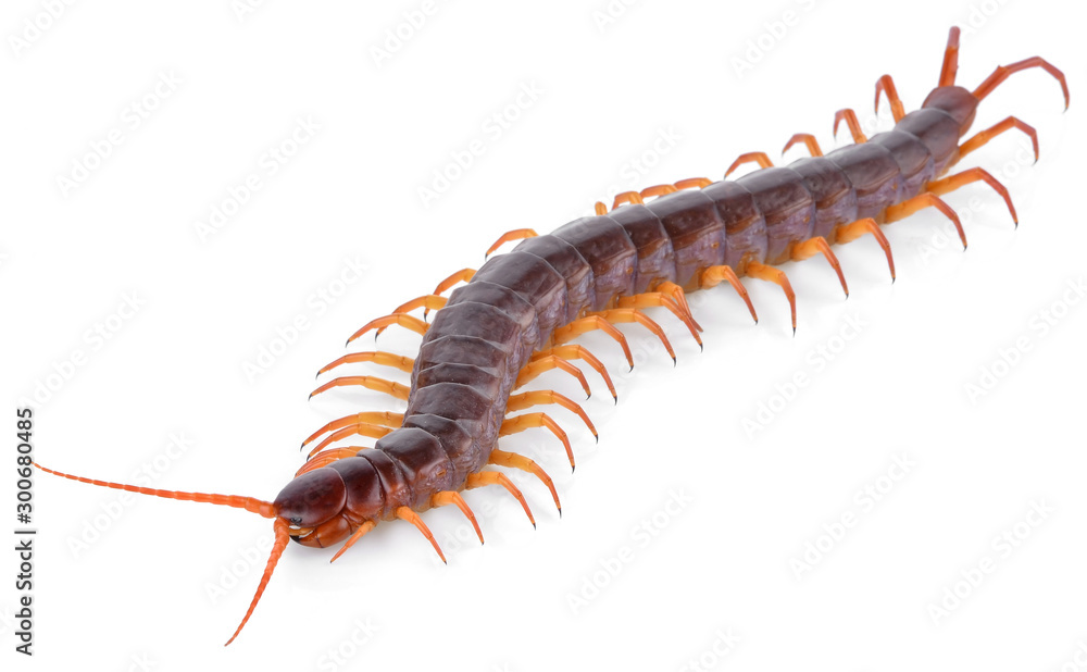 centipede isolated on white background centipede isolated on white background