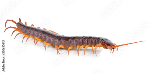 Cuadro en lienzo centipede isolated on white background