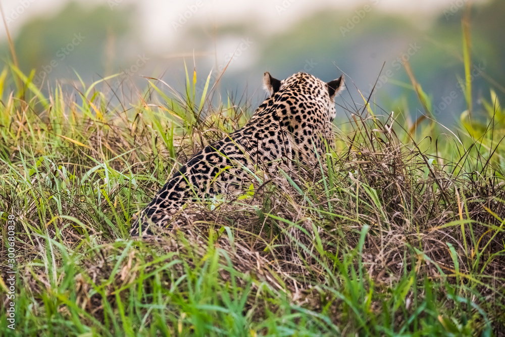 Jagual walking on the banks of the Cuiaba River,Pantanal,Brazil