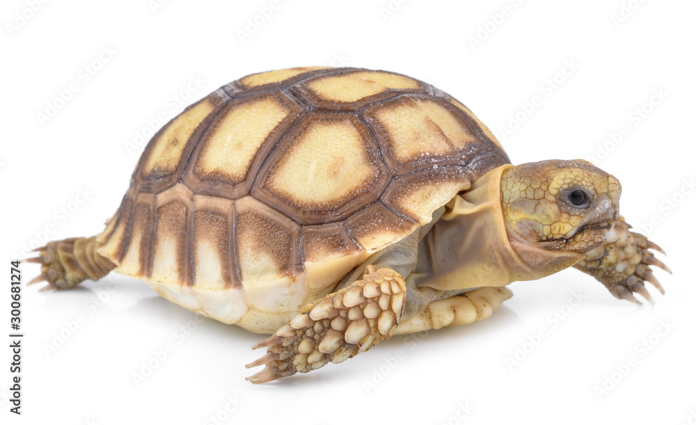 Obraz premium turtle on white background