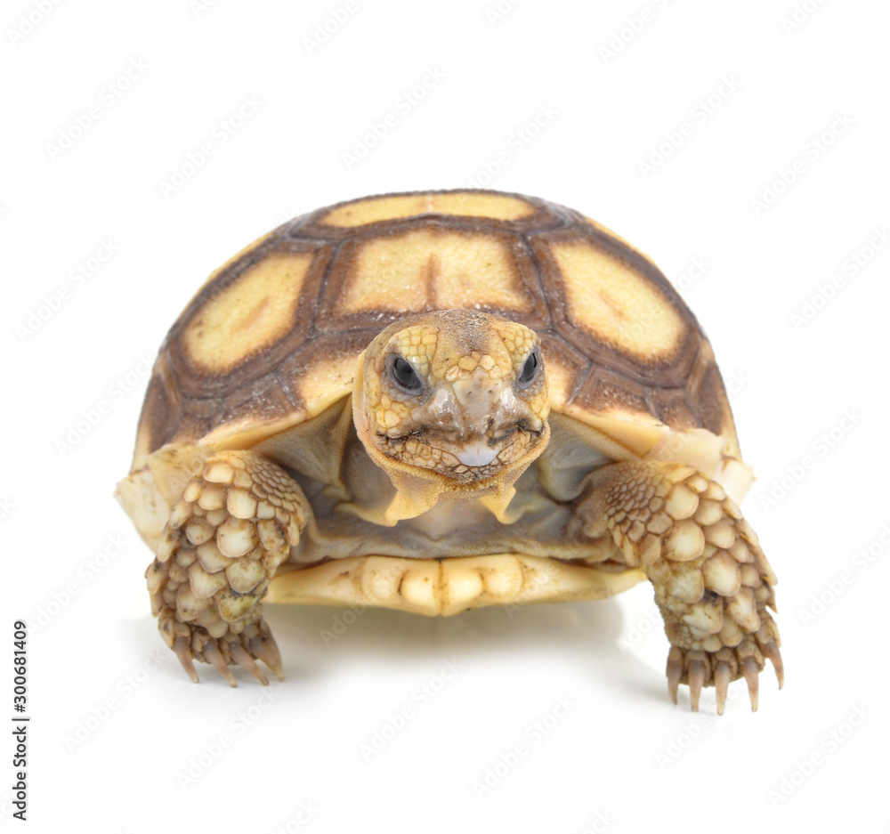 Fototapeta premium turtle on white background