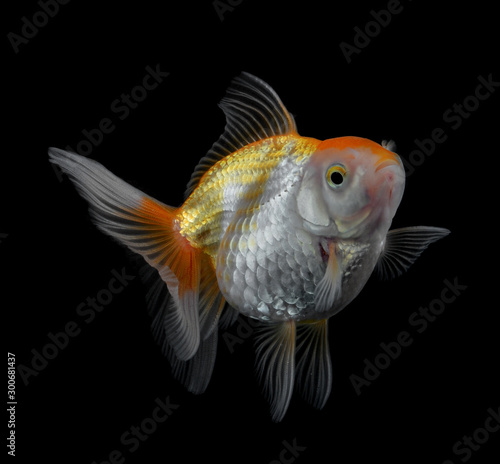 Goldfish isolated background.