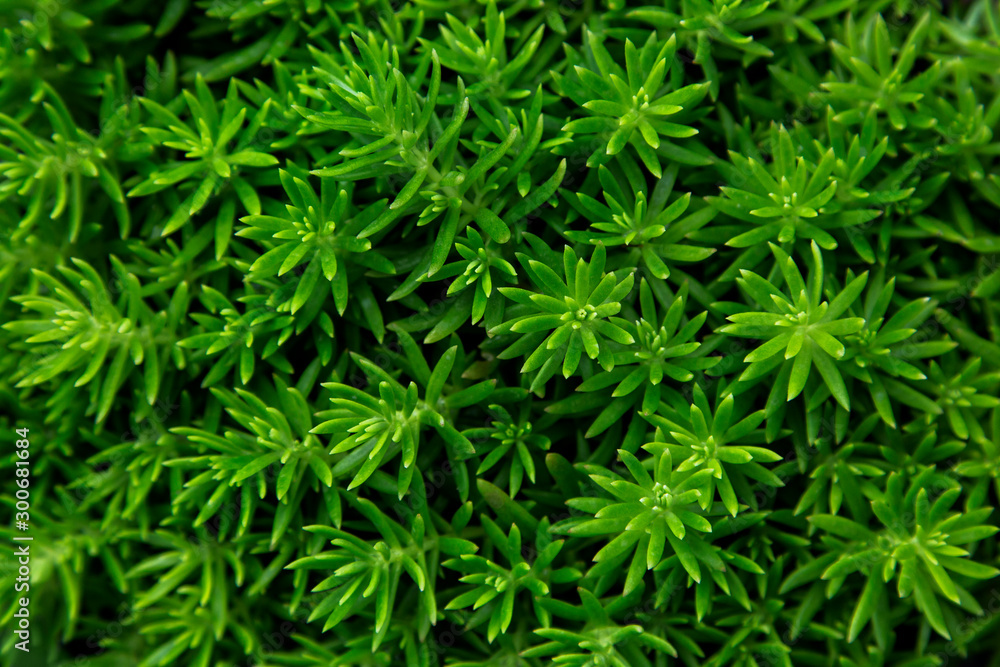 Tropical leaf texture in garden,abstract nature green background. Tropical leaf texture in garden,abstract nature green background.
