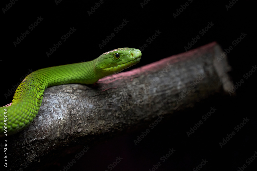 Obraz premium View of a dangerous green mamba snake on a trunk