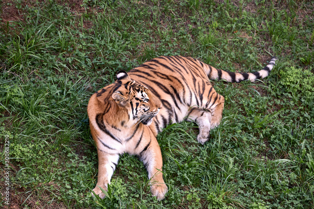 big adult tiger lying on the green grass