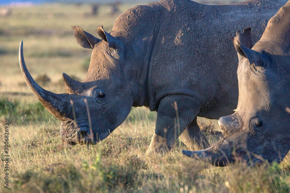 Obraz premium Closeup wildlife/animal portrait of a white rhino in Lake naivasha during kenya safari in Africa. Wilderness and outdoor concept.
