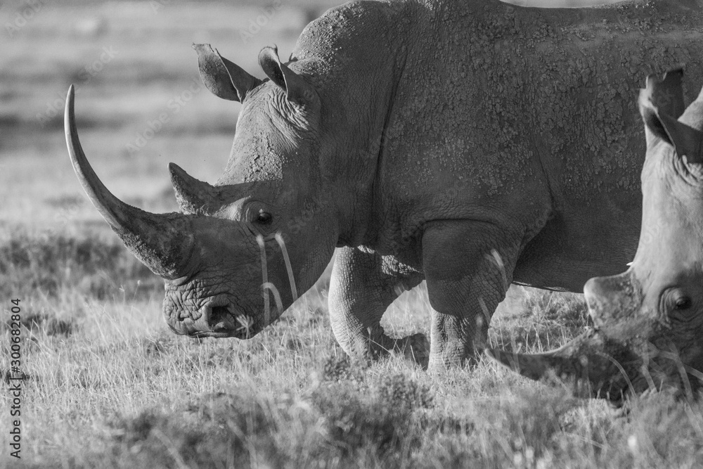 Obraz premium Closeup wildlife/animal portrait of a white rhino in Lake naivasha during kenya safari in Africa. Wilderness and outdoor concept.