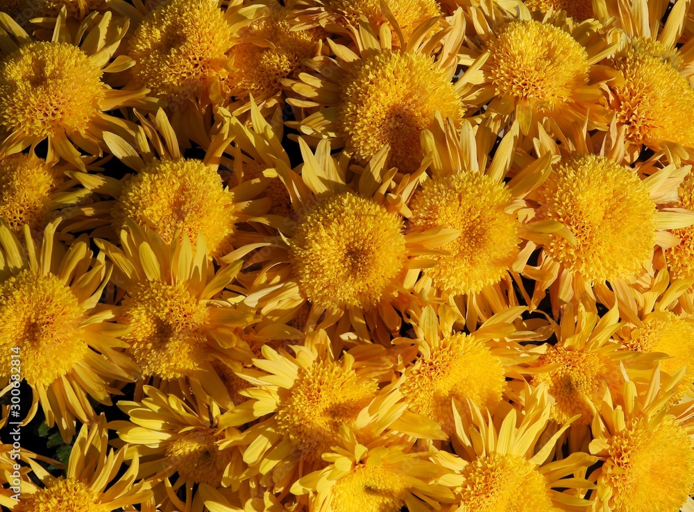 yellow pretty chrysanthemum flowers close up yellow pretty chrysanthemum flowers close up