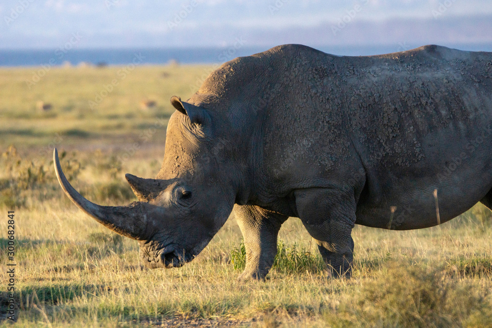 Closeup wildlife/animal portrait of a white rhino in Lake naivasha during kenya safari in Africa. Wilderness and outdoor concept. Closeup wildlife/animal portrait of a white rhino in Lake naivasha during kenya safari in Africa. Wilderness and outdoor concept.