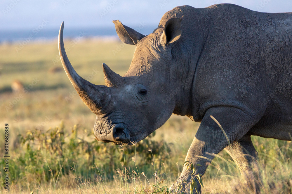 Obraz premium Closeup wildlife/animal portrait of a white rhino in Lake naivasha during kenya safari in Africa. Wilderness and outdoor concept.