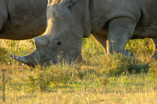 Closeup wildlife animal portrait of a white rhino in Lake naivasha during kenya safari in Africa. Wilderness and outdoor concept.