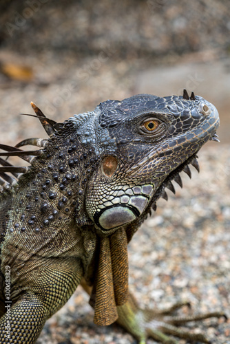 Fototapeta Naklejka Na Ścianę i Meble -  Close up image of the head of green iguana