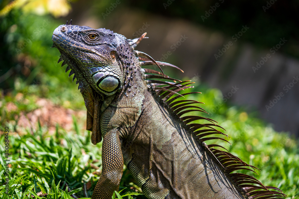 Obraz premium Close up image of the head of green iguana