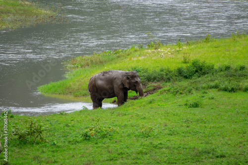 Photography Elephant watering himself with water