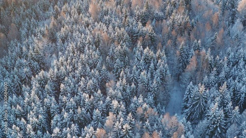 Snowy winter forest during sunrise - aerial drone shot