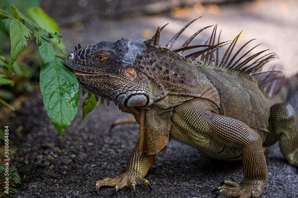 Close up image of the head of green iguana Close up image of the head of green iguana