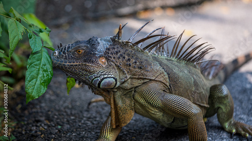 Close up image of the head of green iguana © hit1912