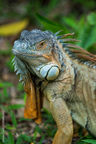 Close up image of the head of green iguana